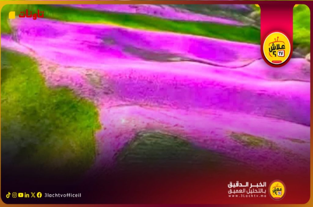 تاونات المظلومة.. حين يُزهِر الجمال ويُسرق الاعتراف.