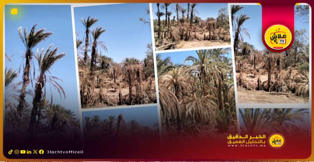 ناشط بيئي يوجه رسالة إلى وزير الفلاحة يدق ناقوس الخطر من تدهور وضع الواحات ويقترح حلولًا عملية لإنقاذها.