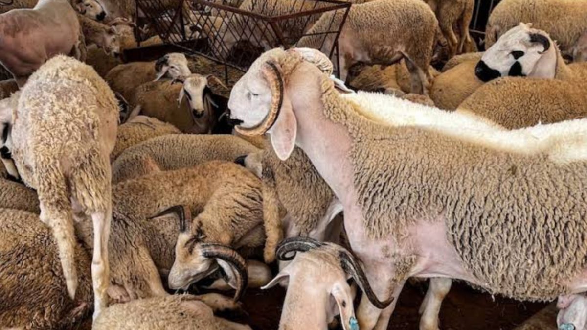مجلس الحكومة يصادق على حزمة مراسيم جديدة.. 