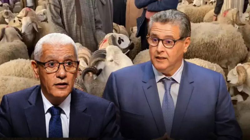 ملايير المواشي تحرق جيوب المغاربة!.. «الأحرار» يرفضون تقصي الحقيقة، والأسئلة تتكاثر حول المستفيدين